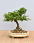 Preview: Bonsai Outdoor, Spindelstrauch oder Pfaffenhütchen (Euonymus)