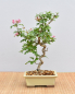 Preview: Bonsai Outdoor, Japanischer Rotdorn (Crataegus laevigata)