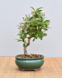 Preview: Bonsai Outdoor, Japanischer Weißdorn (Crataegus cuneata)