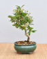 Preview: Bonsai Outdoor, Japanischer Weißdorn (Crataegus cuneata)