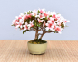 Preview: Bonsai Outdoor, Satsuki Azalee 'Hi no Maru' (Rhododendron indicum) Shohin