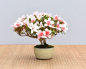 Preview: Bonsai Outdoor, Satsuki Azalee 'Hi no Maru' (Rhododendron indicum) Shohin