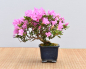 Preview: Bonsai Outdoor, Satsuki Azalee 'Suzu Kaze' (Rhododendron indicum) Shohin