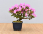 Preview: Bonsai Outdoor, Satsuki Azalee 'Suzu Kaze' (Rhododendron indicum) Shohin