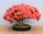 Preview: Bonsai Outdoor, Satsuki Azalee 'Kinka' (Rhododendron indicum)