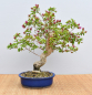 Preview: Bonsai Mediterran, Drillingsblume (Bougainvillea glabra)