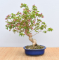 Preview: Bonsai Mediterran, Drillingsblume (Bougainvillea glabra)