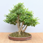 Preview: Bonsai Indoor, Liguster (Ligustrum ovalifolium)