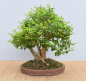 Preview: Bonsai Indoor, Liguster (Ligustrum ovalifolium)