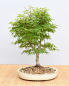 Preview: Bonsai Outdoor, Roter Fächerahorn (Acer palmatum 'yukihime')
