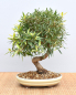 Preview: Bonsai Indoor, Oleanderblättriger Feigenbaum (Ficus nerifolia)
