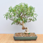 Preview: Bonsai Indoor, Szechuanpfeffer (Zanthoxylum piperitum)