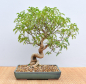 Preview: Bonsai Indoor, Szechuanpfeffer (Zanthoxylum piperitum)