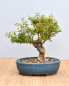 Preview: Bonsai Mediterran, Granatapfel (Punica granatum 'nana')