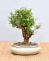 Preview: Bonsai Mediterran, Granatapfel (Punica granatum 'nana')