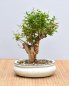 Preview: Bonsai Mediterran, Granatapfel (Punica granatum 'nana')