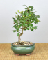 Preview: Bonsai Outdoor, Japanischer Weißdorn (Crataegus cuneata)