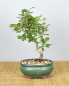 Preview: Bonsai Outdoor, Japanischer Weißdorn (Crataegus cuneata)