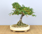 Preview: Bonsai Outdoor, Spindelstrauch oder Pfaffenhütchen (Euonymus)