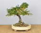 Preview: Bonsai Outdoor, Spindelstrauch oder Pfaffenhütchen (Euonymus)