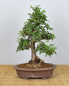Preview: Bonsai Indoor, Chinesische Ulme (Ulmus parvifolia)