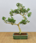 Preview: Bonsai Indoor, Chinesischer Buchsbaum (Buxus harlandii)