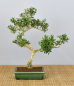 Preview: Bonsai Indoor, Chinesischer Buchsbaum (Buxus harlandii)