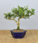 Preview: Bonsai Indoor, Chinesischer Buchsbaum (Buxus harlandii)