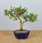 Preview: Bonsai Indoor, Chinesischer Buchsbaum (Buxus harlandii)
