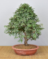 Preview: Bonsai Indoor, Chinesische Ulme (Ulmus parvifolia)