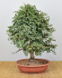 Preview: Bonsai Indoor, Chinesische Ulme (Ulmus parvifolia)