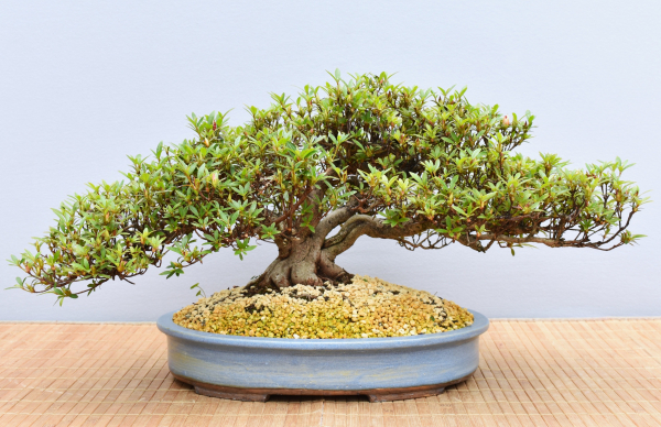 Bonsai Outdoor, Satsuki Azalee 'Kinsai' (Rhododendron indicum)
