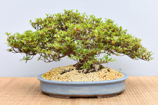 Bonsai Outdoor, Satsuki Azalee 'Kinsai' (Rhododendron indicum)