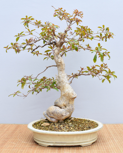 Bonsai Indoor, Hamelia (Hamelia patens), im Englischen auch "Firebush" genannt