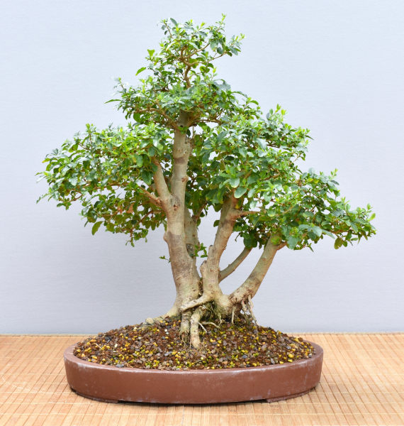 Bonsai Indoor, Liguster (Ligustrum ovalifolium)