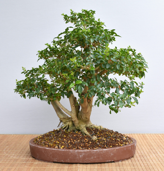 Bonsai Indoor, Liguster (Ligustrum ovalifolium)