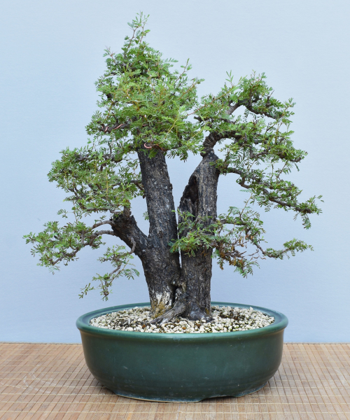 Bonsai Indoor, Arabische Akazie (Vachellia nilotica, Acacia arabica)