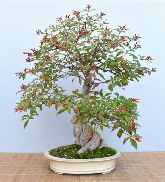 Bonsai Indoor, Hamelia (Hamelia patens), im Englischen auch "Firebush" genannt