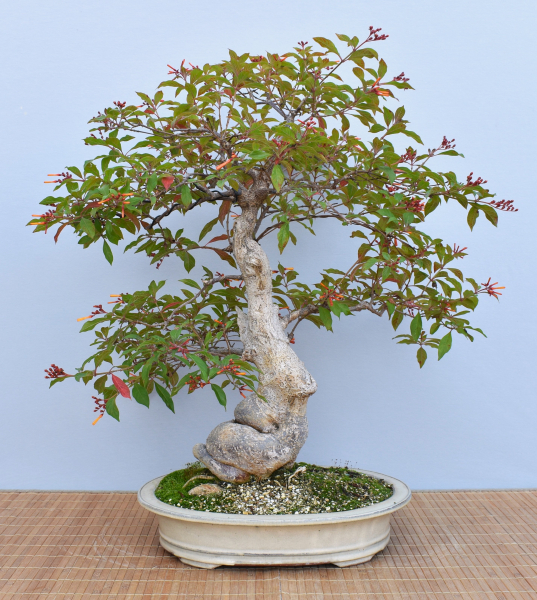 Bonsai Indoor, Hamelia (Hamelia patens), im Englischen auch "Firebush" genannt