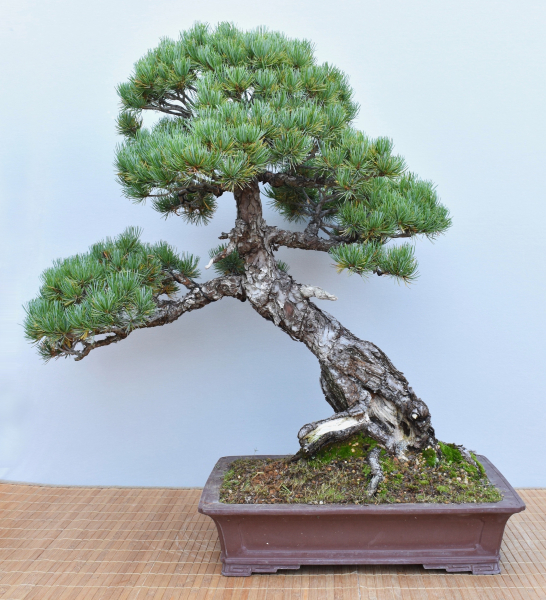 Bonsai Outdoor, Mädchenkiefer (Pinus pentaphylla)
