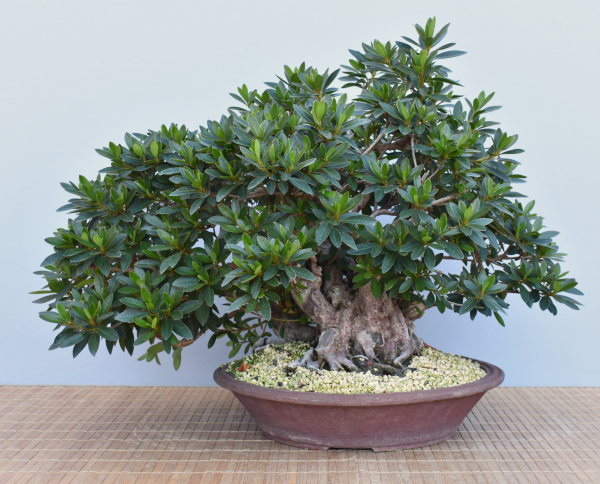Bonsai Indoor, Indische Azalee oder Zimmerazalee (Rhododendron simsii)