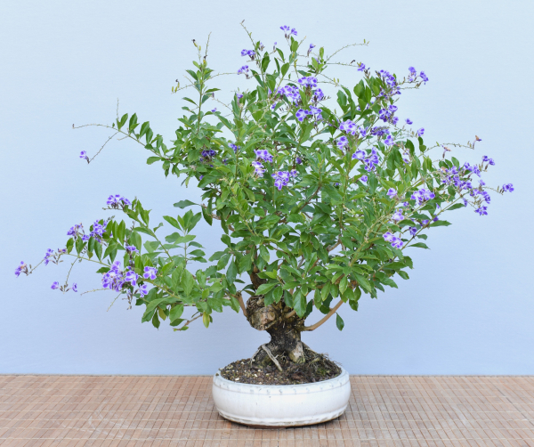 Bonsai Indoor, Taubenbeere (Duranta repens)