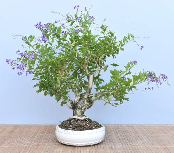 Bonsai Indoor, Taubenbeere (Duranta repens)