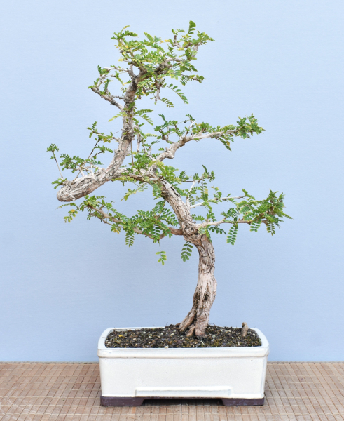 Bonsai Indoor, Turibaum (Sesbania grandiflora)