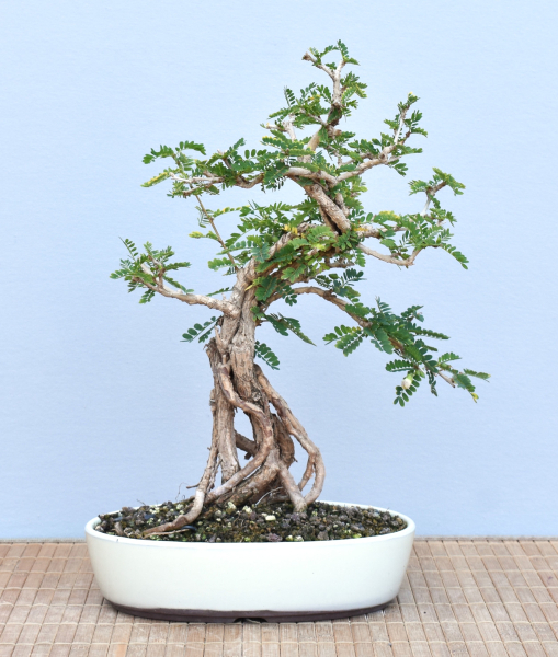Bonsai Indoor, Turibaum (Sesbania grandiflora)