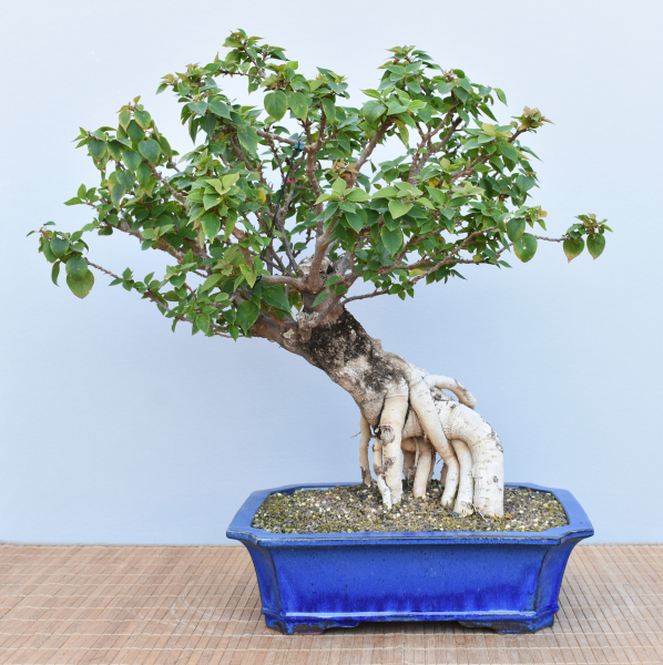 Bonsai Mediterran, Drillingsblume (Bougainvillea sp.)