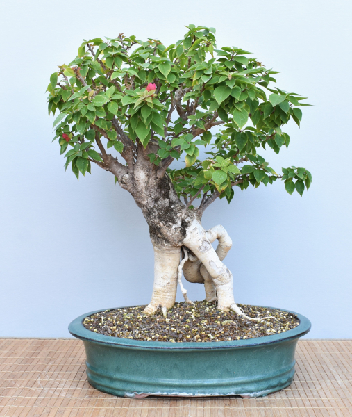 Bonsai Mediterran, Drillingsblume (Bougainvillea sp.)