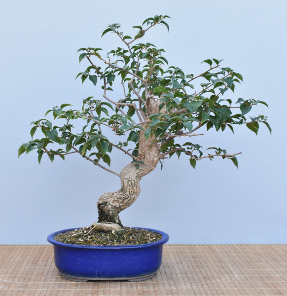 Bonsai Mediterran, Drillingsblume (Bougainvillea glabra)
