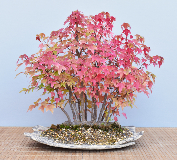 Bonsai Outdoor, Dreispitzahorn (Acer buergerianum) Floßform