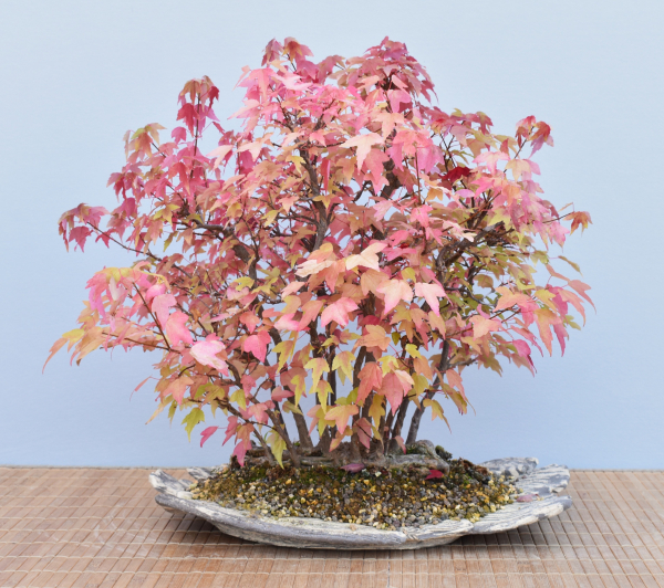 Bonsai Outdoor, Dreispitzahorn (Acer buergerianum) Floßform